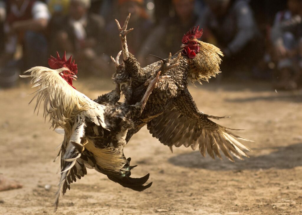 Cock fighting at WPC15