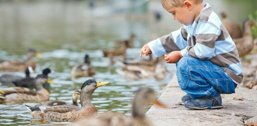 A Kid Feeding the Ducks at a Lake
