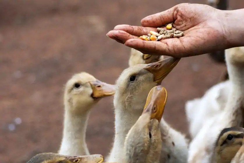 Feeding ducks by hand
