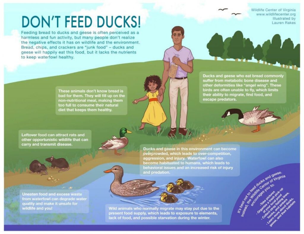 Don't Feed Ducks Bread