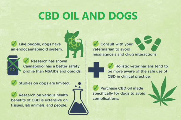 CBD Oil for Dogs