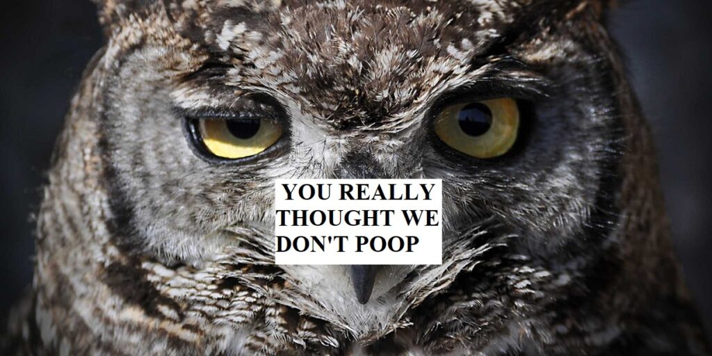 Do Owls Poop? Everything You Wanted to Know - fixthelife