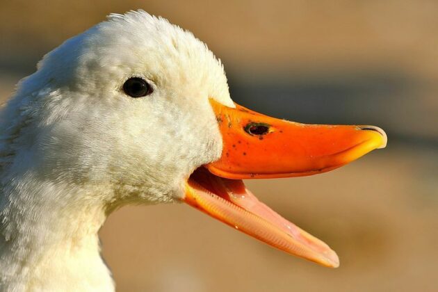 Do Ducks Have Teeth? Everything You Need to Know About Duck Teeth ...