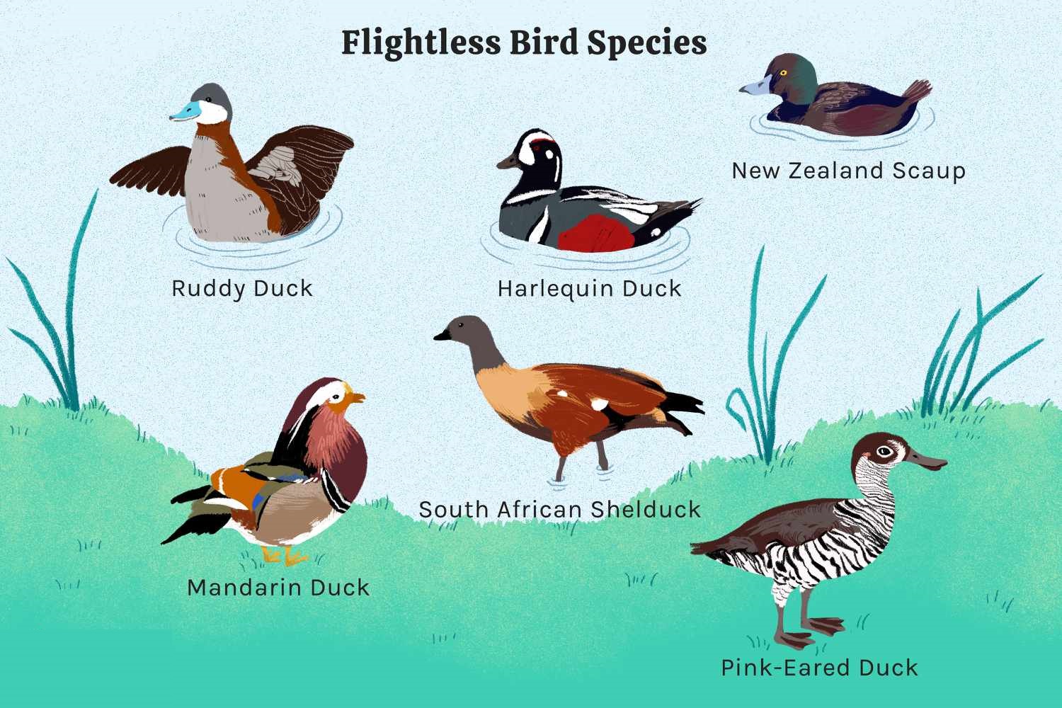 Can Ducks Fly - A Complete Guide on Ducks Flight - fixthelife